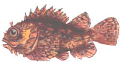 Scorpion Fish around Cyprus