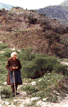 Shepherdess.gif (35456 bytes)