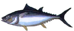 Tunny or tuna are often fished from 
	cyprus in season