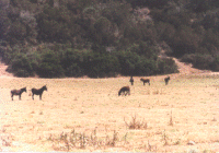 The wild donkeys of the Karpas peninsula