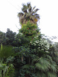 Green palm tree oasis and wildlife sanctuary in the centre of  Larnaca in Cyprus