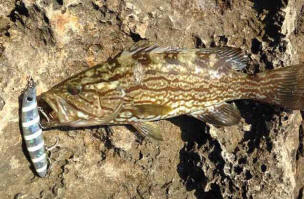 Mottled Grouper - binga