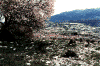 village_view.gif (64476 bytes)